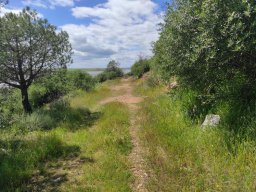 Flora del Cerro Masatrigo